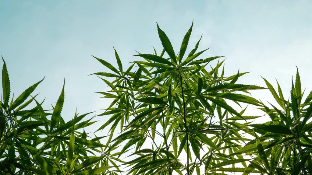 Does CBN work for sleep? Analyzing the latest research on this cannabinoid