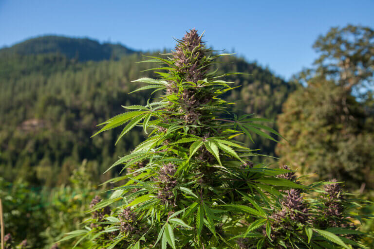 How to Start Growing Cannabis Outdoors