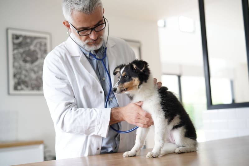 Regular Veterinary Check-ups