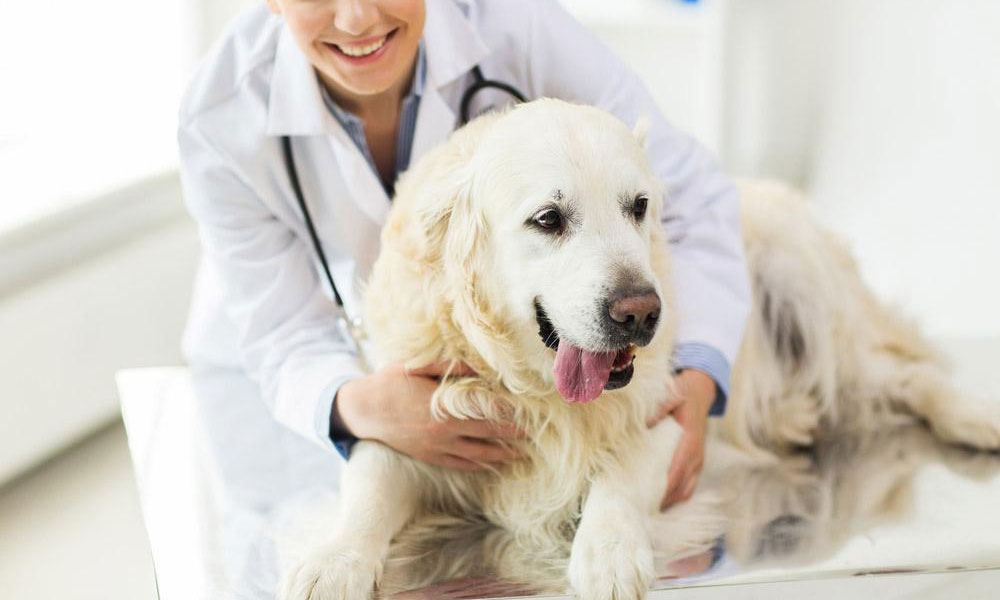 How to Protect Your Pets from Heartworms? Regular Veterinary Check-ups
