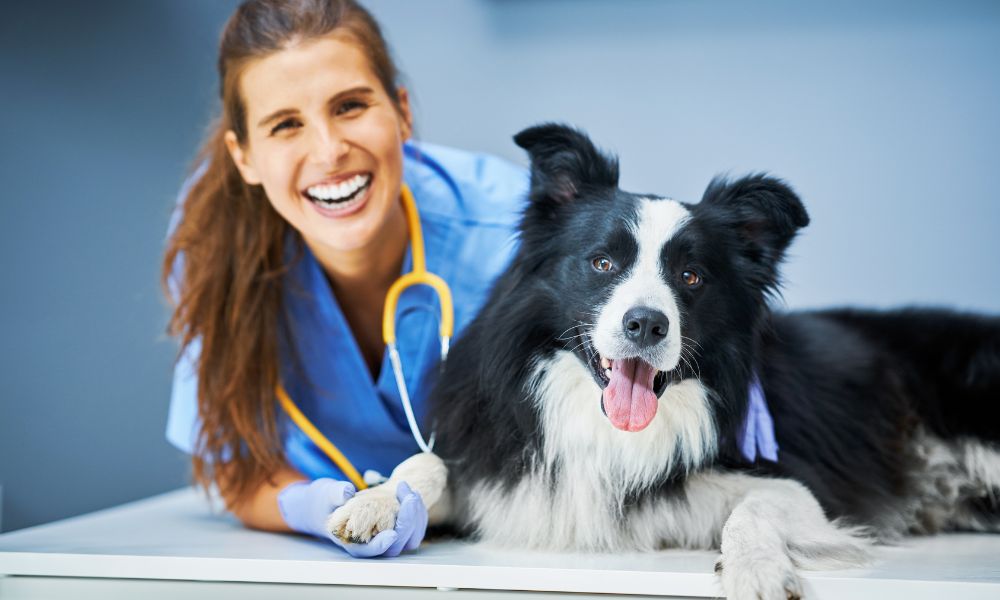 What to Expect During Your Pet’s Annual Veterinary Checkup Veterinary Checkups