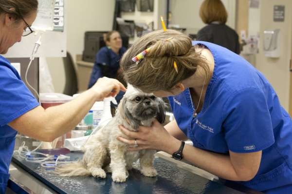 Veterinary Checkups